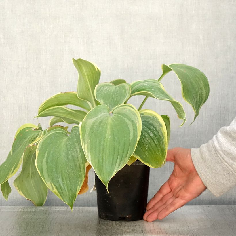 Example of Hosta Earth Angel - Garten-Funkie Topf mit 1,5L/2L as you get in automne