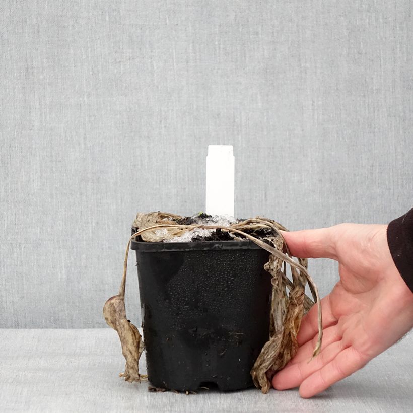 Exemplar von Hosta Earth Angel - Garten-Funkie Topf mit 1,5L/2L wie im Winter geliefert