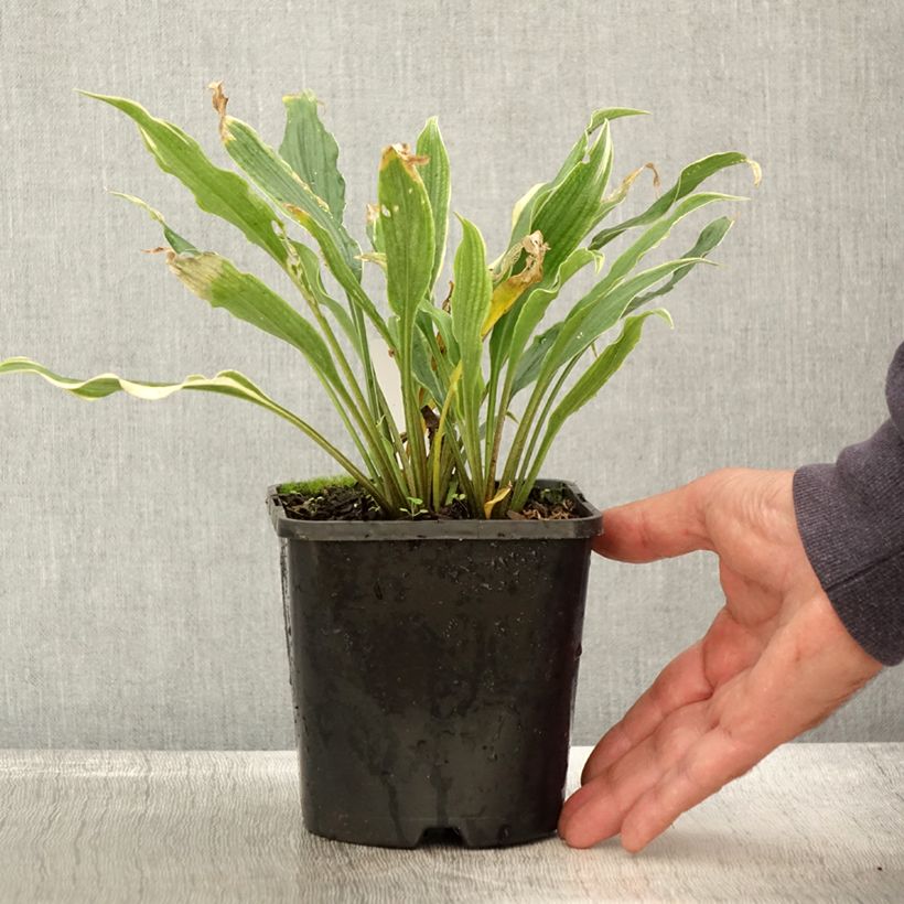 Example of Hosta Electrocution - Garten-Funkie Topf mit 1,5L/2L as you get in automne