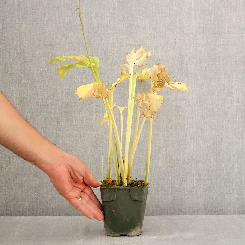 Exemplar von Hosta Elisabeth - Garten-Funkie Kleine Töpfe von 8/9 cm wie im Herbst geliefert