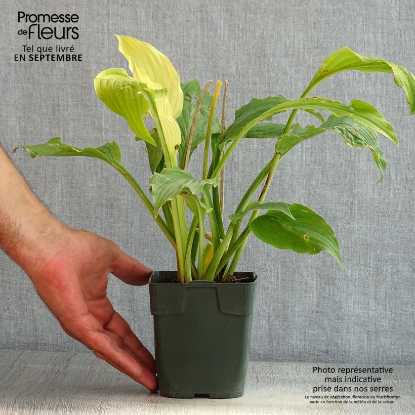 Example of Hosta Elisabeth - Garten-Funkie Kleine Töpfe von 8/9 cm as you get in ete