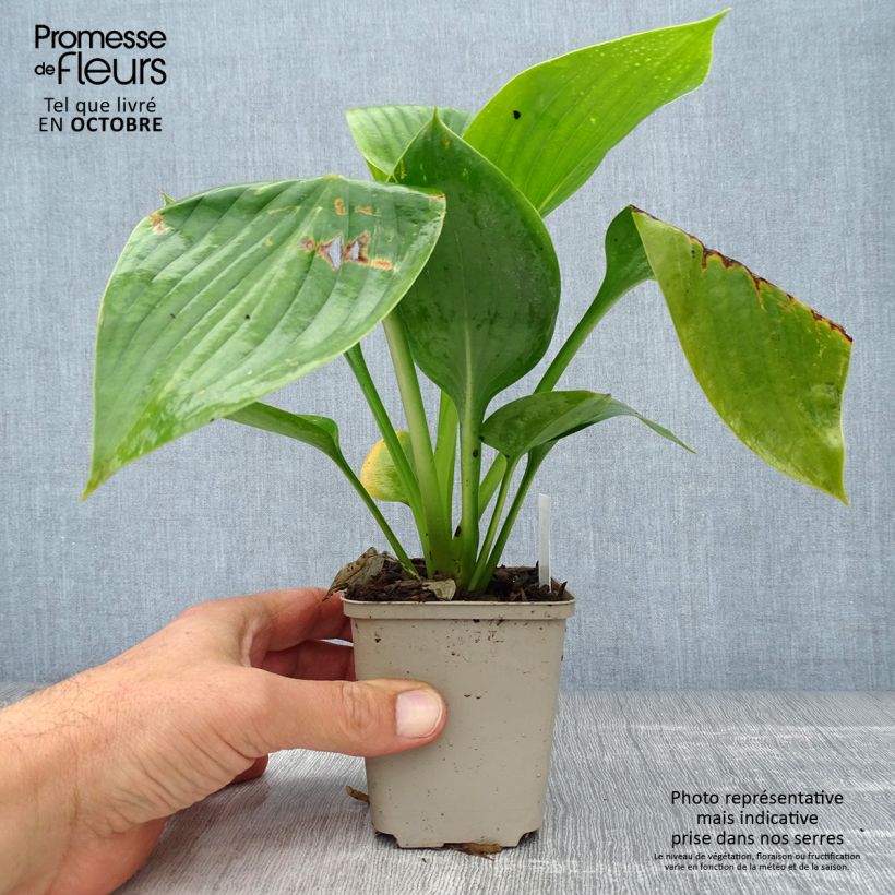 Example of Hosta Empress Wu - Garten-Funkie Kleine Töpfe von 8/9 cm as you get in automne