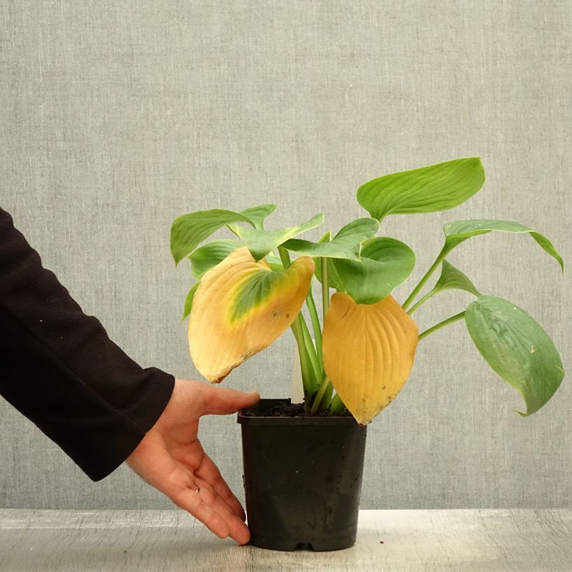 Example of Hosta Empress Wu - Garten-Funkie Topf mit 1,5L/2L as you get in automne