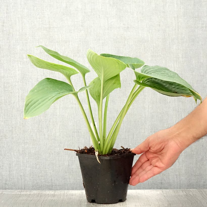 Exemplar von Hosta Empress Wu - Garten-Funkie Topf mit 1,5L/2L wie im Sommer geliefert