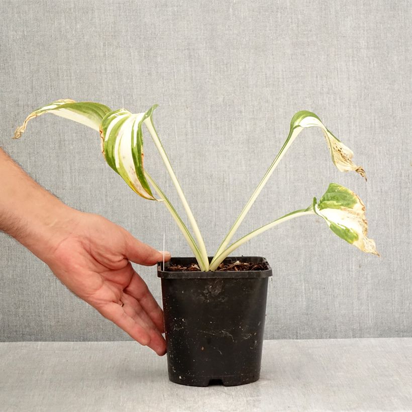 Exemplar von Hosta Enterprise - Garten-Funkie Topf mit 1,5L/2L wie im Herbst geliefert