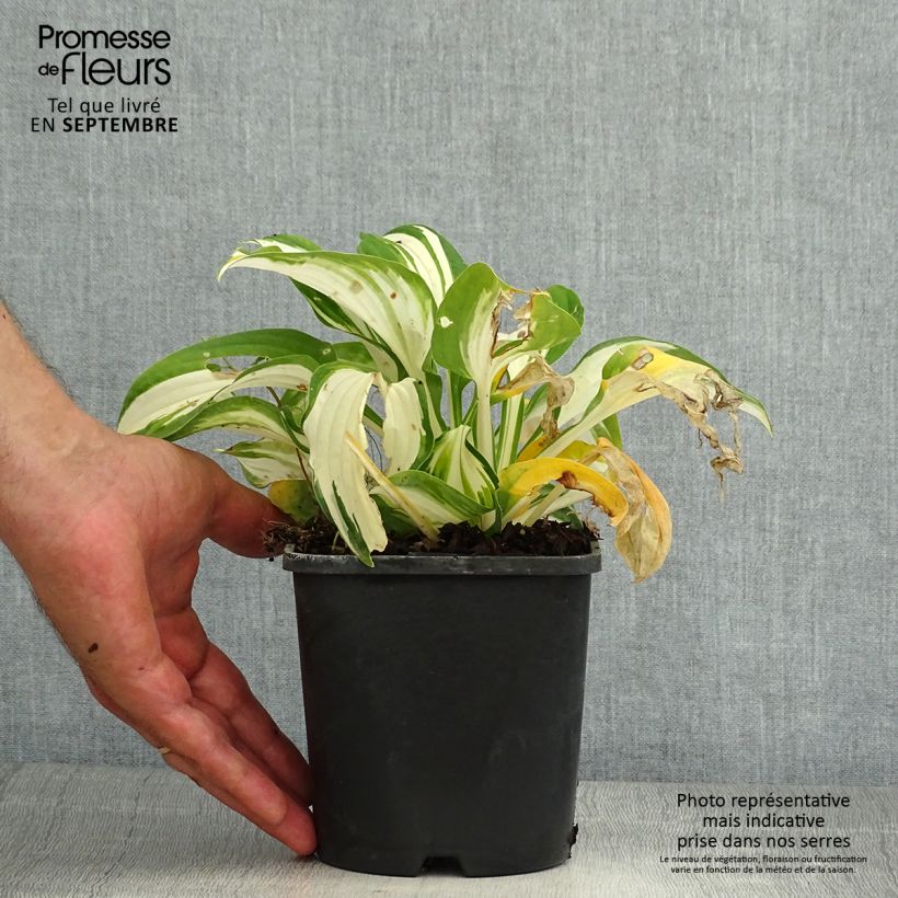 Example of Hosta Enterprise - Garten-Funkie Topf mit 1,5L/2L as you get in ete