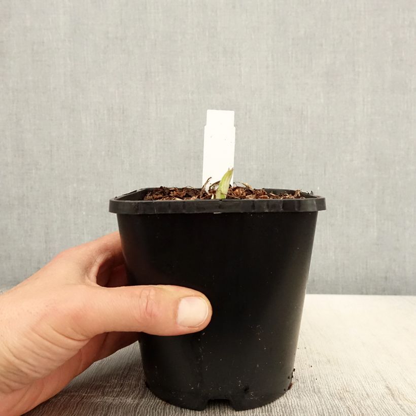 Exemplar von Hosta Enterprise - Garten-Funkie Topf mit 1,5L/2L wie im Frühjahr geliefert