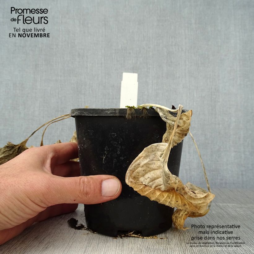 Example of Hosta Eye Catcher - Garten-Funkie Topf mit 1,5L/2L as you get in automne