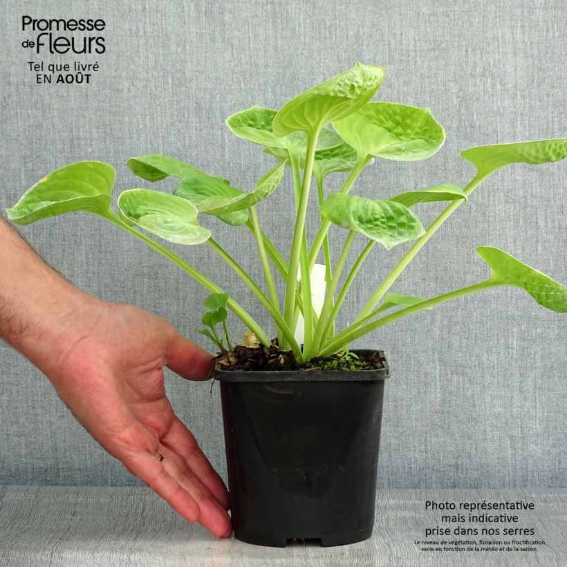 Exemplar von Hosta Eye Catcher - Garten-Funkie Topf mit 1,5L/2L wie im Sommer geliefert