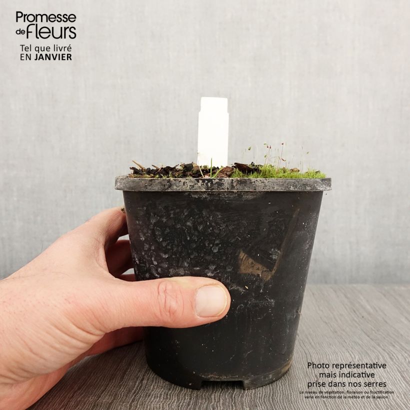 Exemplar von Hosta Eye Catcher - Garten-Funkie Topf mit 1,5L/2L wie im Winter geliefert