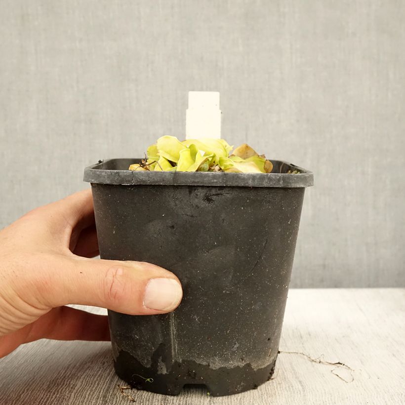 Example of Hosta Faithfull Heart - Garten-Funkie Topf mit 1,5L/2L as you get in automne