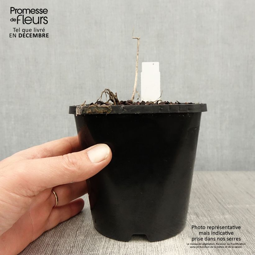 Exemplar von Hosta Faithfull Heart - Garten-Funkie Topf mit 1,5L/2L wie im Winter geliefert