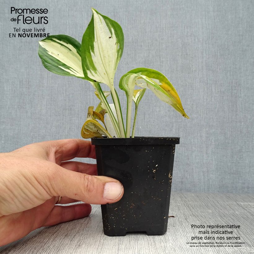 Example of Hosta Fire and Ice - Garten-Funkie Kleine Töpfe von 8/9 cm as you get in automne