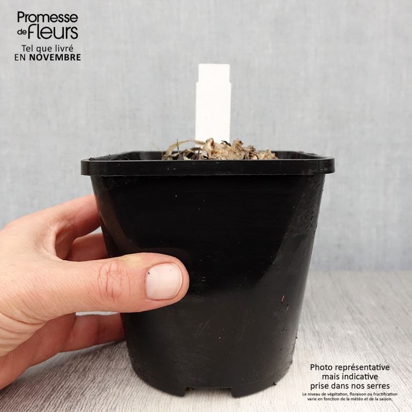 Example of Hosta Fire and Ice - Garten-Funkie Topf mit 1,5L/2L as you get in automne