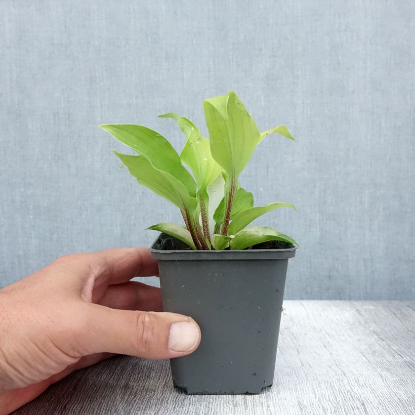 Example of Hosta fire Island - Garten-Funkie Kleine Töpfe von 8/9 cm as you get in ete