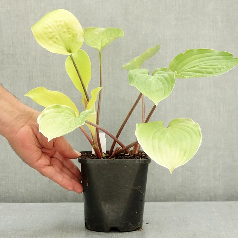 Exemplar von Hosta fire Island - Garten-Funkie Topf mit 2L/3L wie im Sommer geliefert