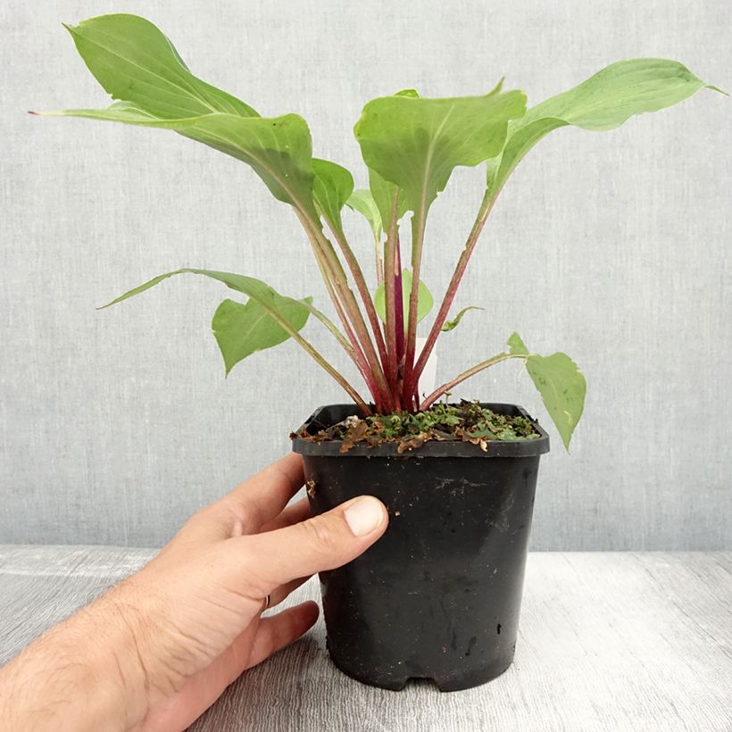 Exemplar von Hosta First Blush - Garten-Funkie Topf mit 1,5L/2L wie im Sommer geliefert