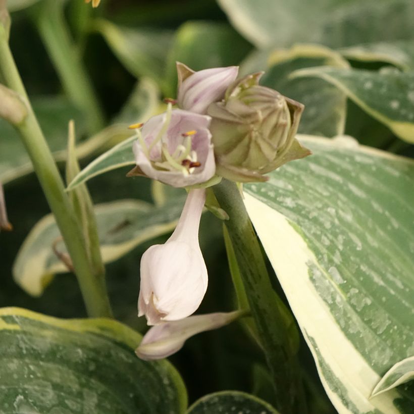Hosta First Frost - Garten-Funkie (Flowering)