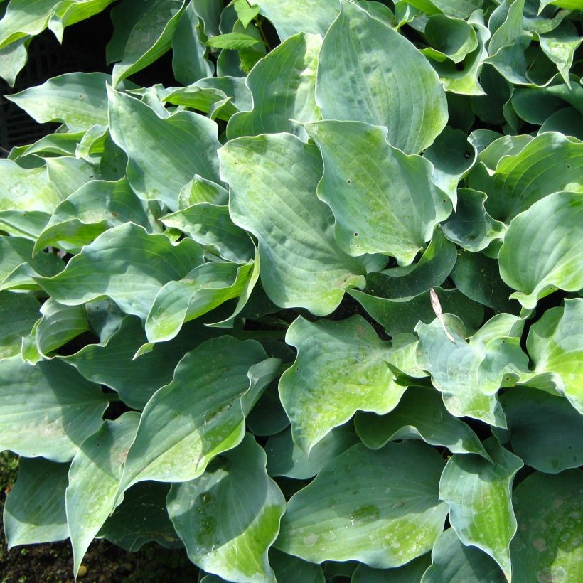 Hosta Flemish Sky - Garten-Funkie (Foliage)