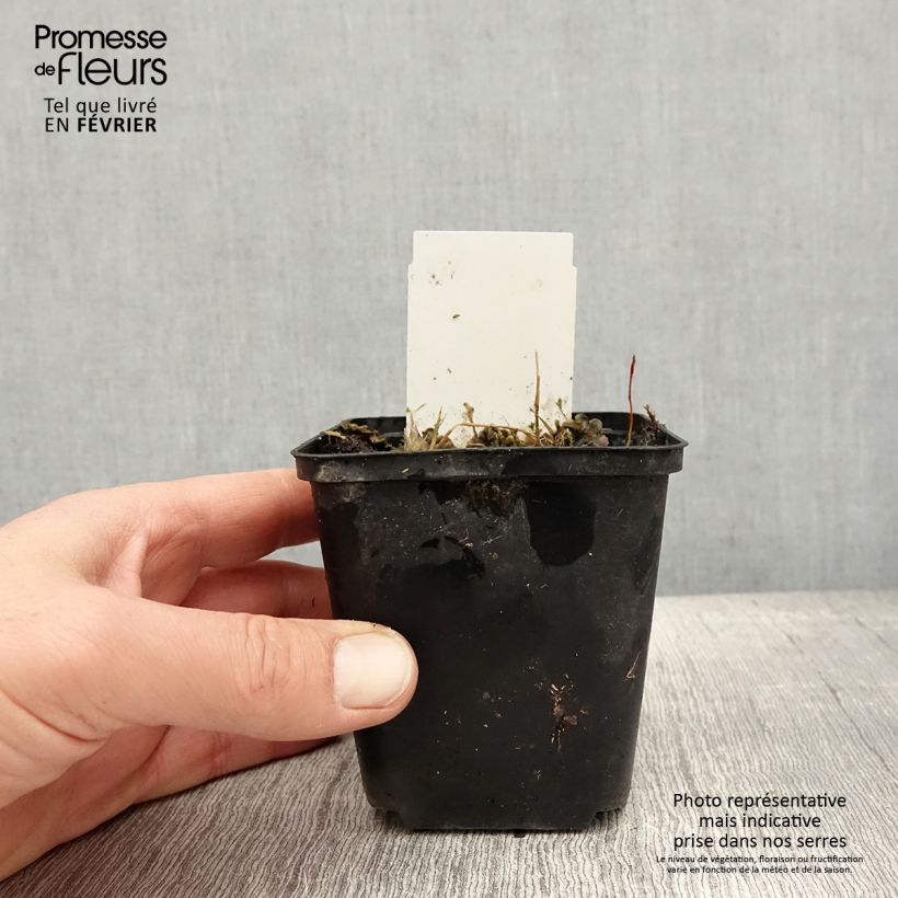 Exemplar von Hosta Flemish Sky - Garten-Funkie Kleine Töpfe von 8/9 cm wie im Winter geliefert