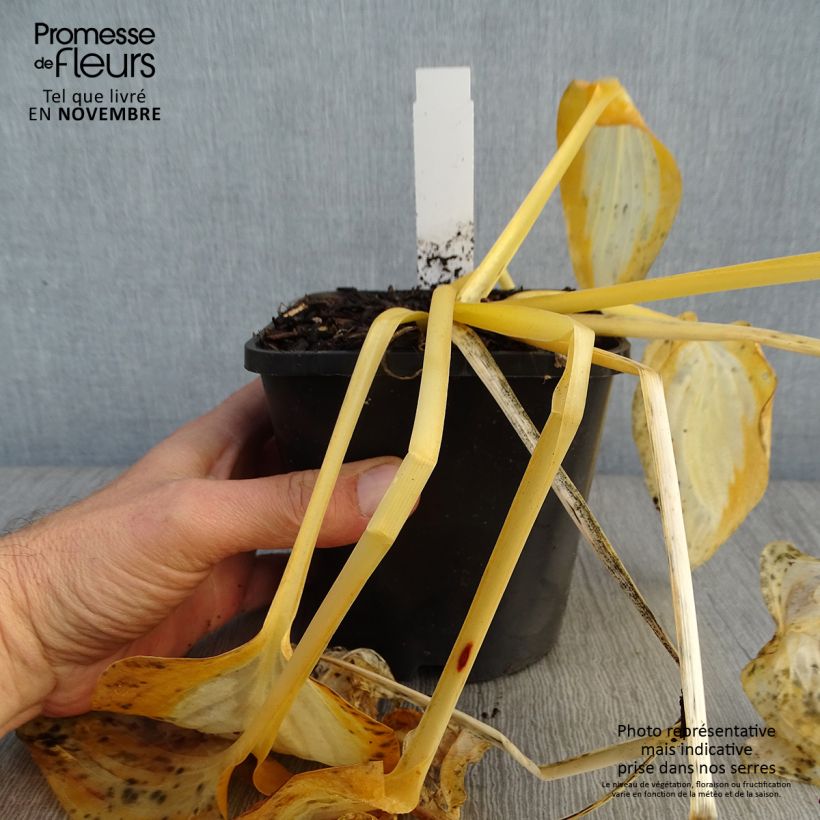Example of Hosta Forbidden Fruit - Garten-Funkie Topf mit 1,5L/2L as you get in automne