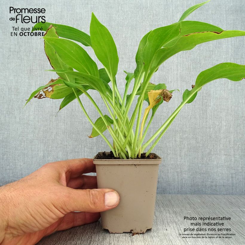 Example of Hosta fortunei albopicta - Garten-Funkie Kleine Töpfe von 8/9 cm as you get in automne