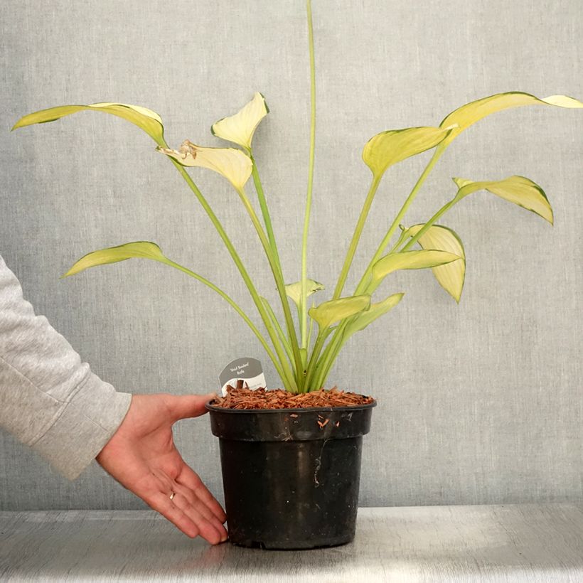Example of Hosta fortunei Gold Standard - Garten-Funkie Topf mit 2L/3L as you get in automne