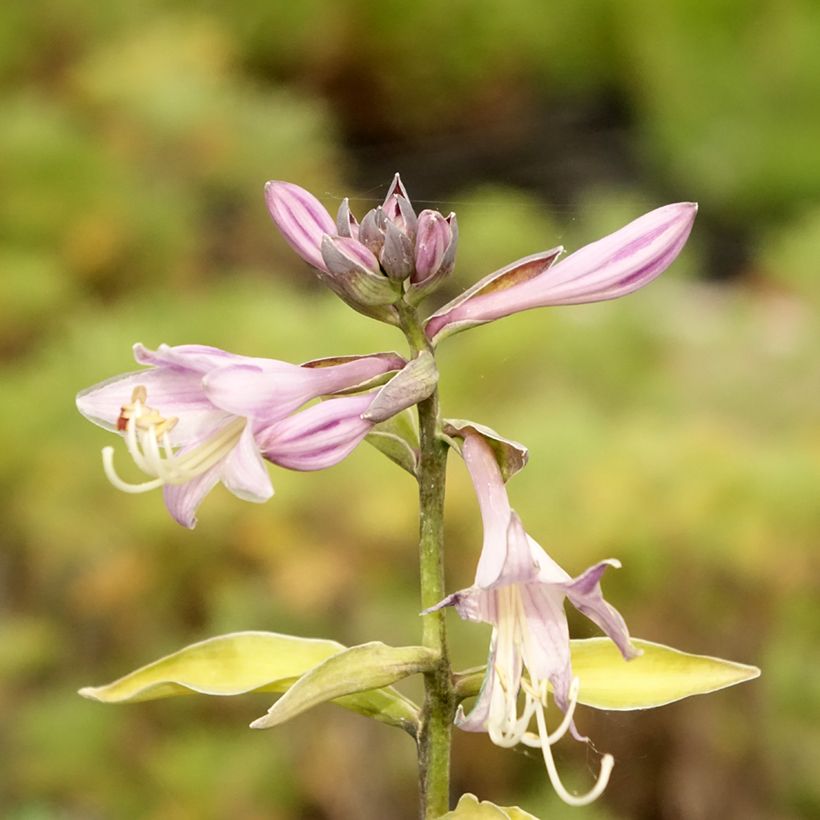 Hosta fortunei Gold Standard - Garten-Funkie (Flowering)