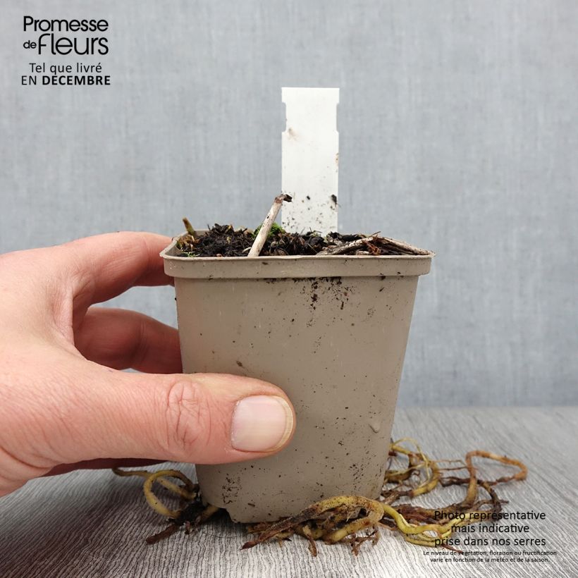 Example of Hosta fortunei Gold Standard - Garten-Funkie Kleine Töpfe von 8/9 cm as you get in automne