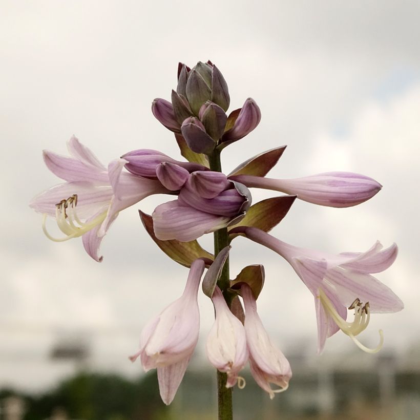 Hosta fortunei Gold Standard - Garten-Funkie (Foliage)