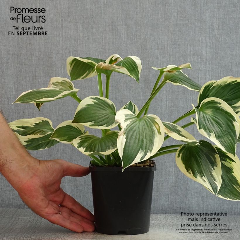 Example of Hosta fortunei Patriot - Garten-Funkie Topf mit 2L/3L as you get in ete