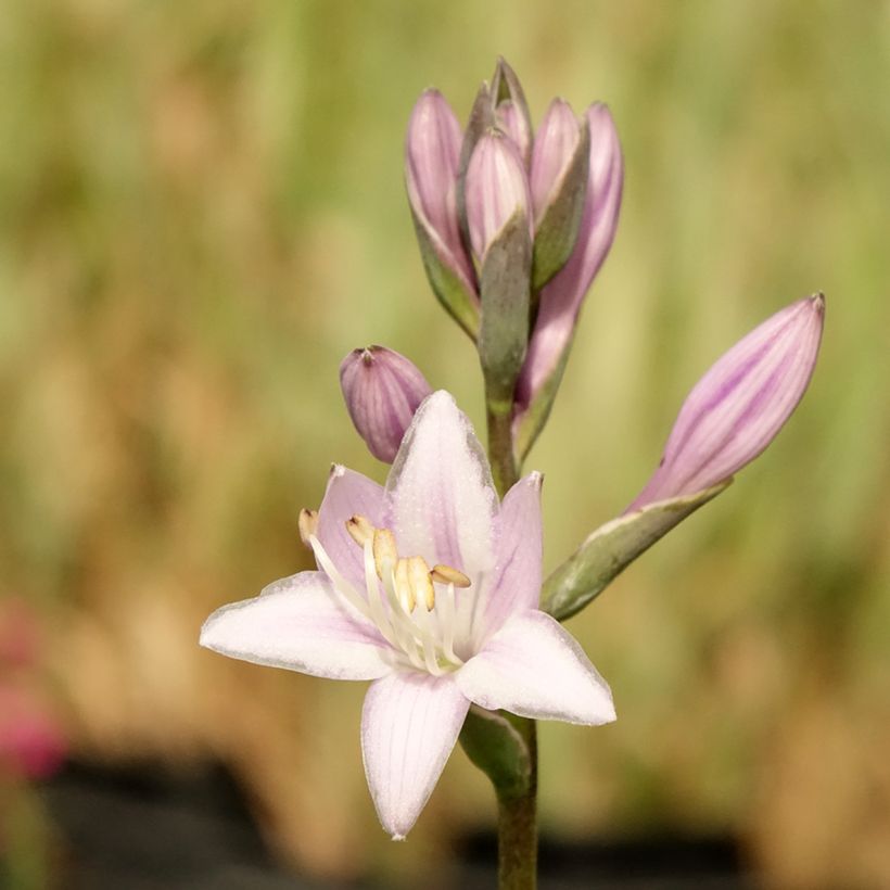 Hosta fortunei Twilight - Garten-Funkie (Flowering)