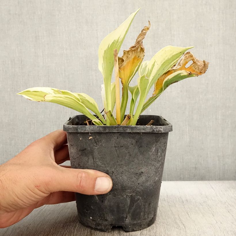 Example of Hosta fortunei Twilight - Garten-Funkie Topf mit 1,5L/2L as you get in automne