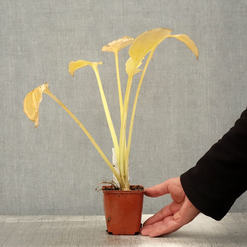 Example of Hosta fortunei hyacinthina - Garten-Funkie Kleine Töpfe von 8/9 cm as you get in automne