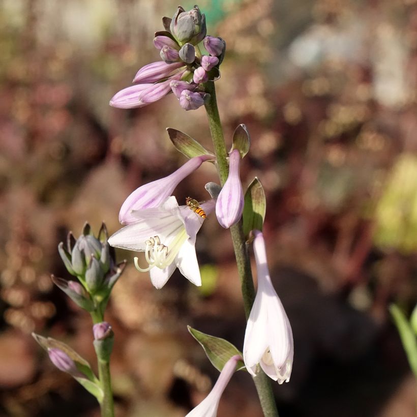 Hosta fortunei hyacinthina - Garten-Funkie (Flowering)