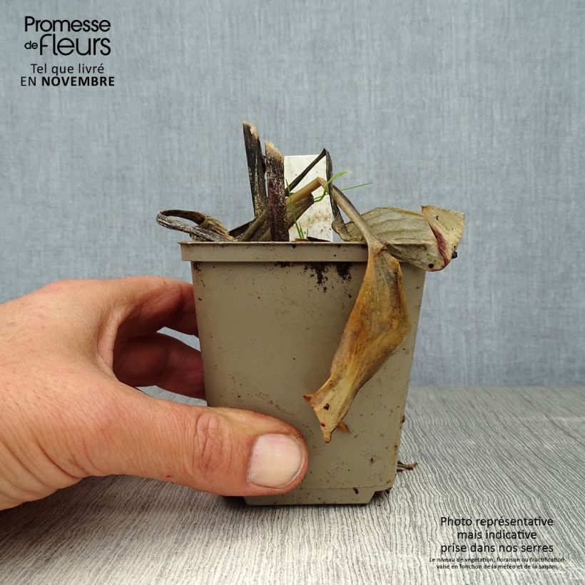 Example of Hosta Fragrant Blue - Garten-Funkie Kleine Töpfe von 8/9 cm as you get in automne