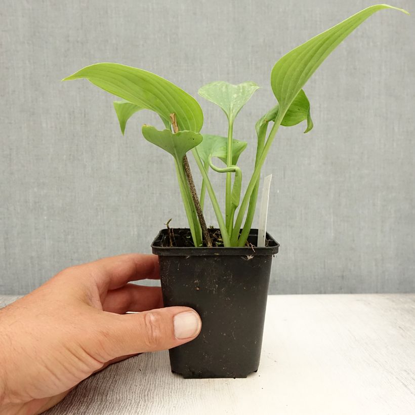 Exemplar von Hosta Fragrant Blue - Garten-Funkie Kleine Töpfe von 8/9 cm wie im Sommer geliefert
