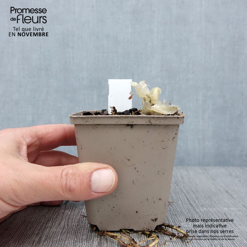 Example of Hosta Fragrant Bouquet - Garten-Funkie Kleine Töpfe von 8/9 cm as you get in automne