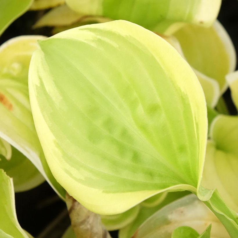 Hosta Fragrant Bouquet - Garten-Funkie (Foliage)