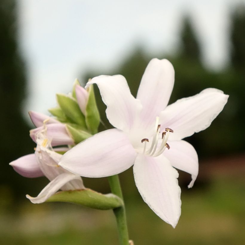 Hosta Fragrant Bouquet - Garten-Funkie (Flowering)