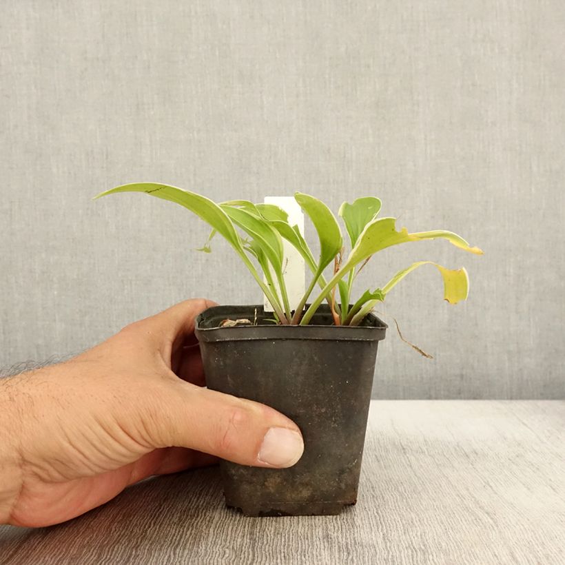 Example of Hosta Fragrant Fire - Garten-Funkie Kleine Töpfe von 8/9 cm as you get in automne