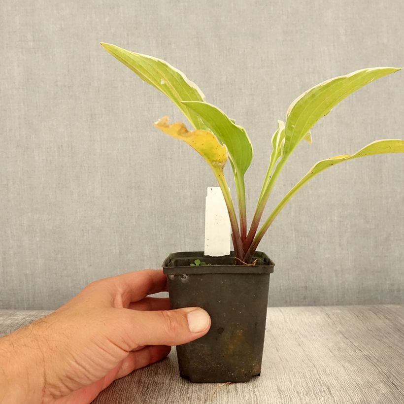Exemplar von Hosta Fragrant Fire Godet de 8/9 cm wie im Sommer geliefert