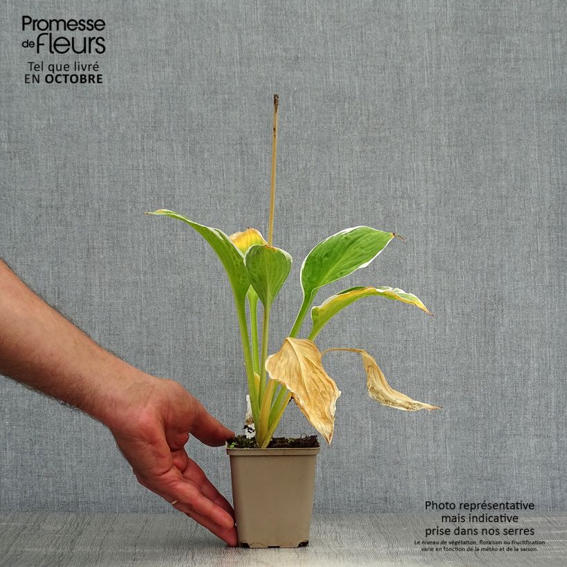 Example of Hosta fortunei Francee - Garten-Funkie Kleine Töpfe von 8/9 cm as you get in automne