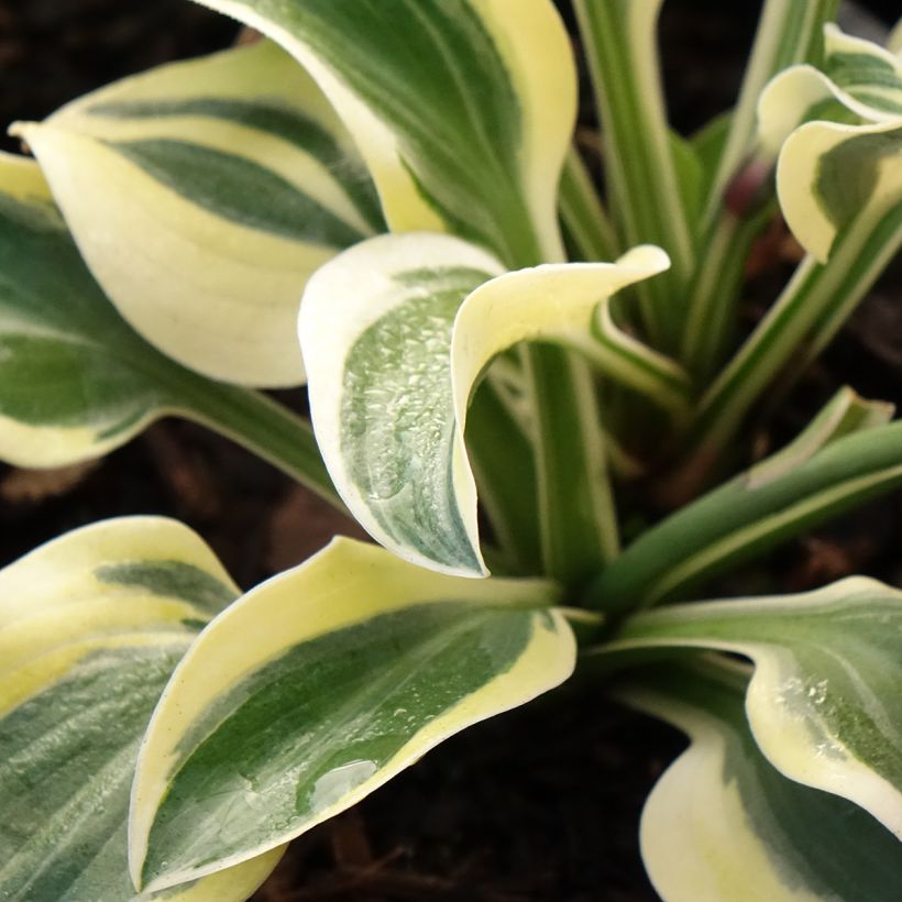 Hosta Frosted Mouse Ears - Garten-Funkie (Foliage)
