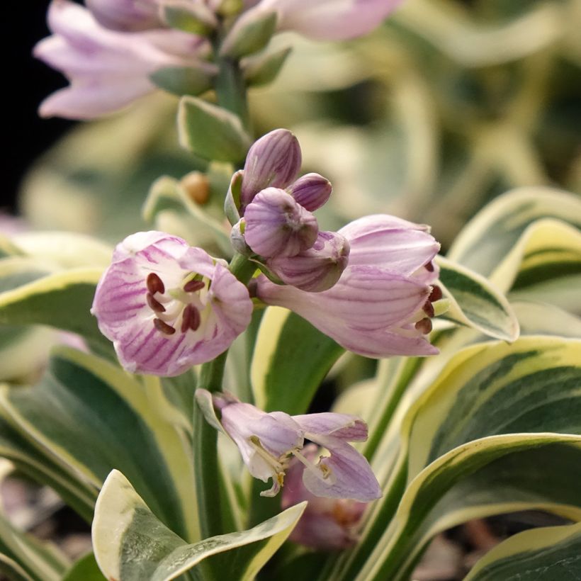 Hosta Frosted Mouse Ears - Garten-Funkie (Flowering)