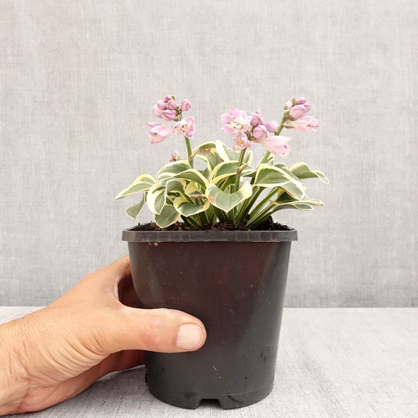 Example of Hosta Frosted Mouse Ears - Garten-Funkie Topf mit 1,5L/2L as you get in ete