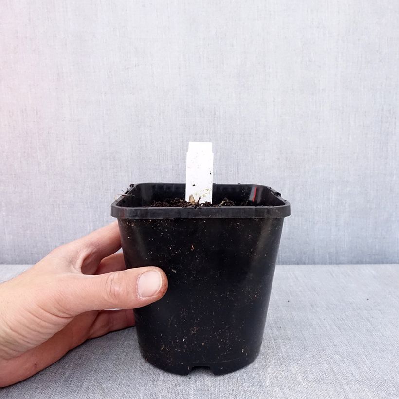 Exemplar von Hosta Frosted Mouse Ears - Garten-Funkie Topf mit 1,5L/2L wie im Frühjahr geliefert