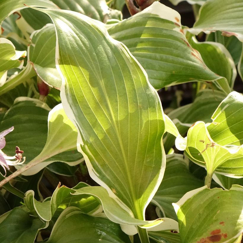 Hosta Frosted Raspberry - Garten-Funkie (Foliage)