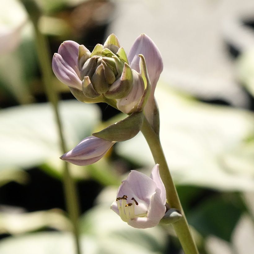 Hosta Goldbrook Glimmer - Garten-Funkie (Flowering)