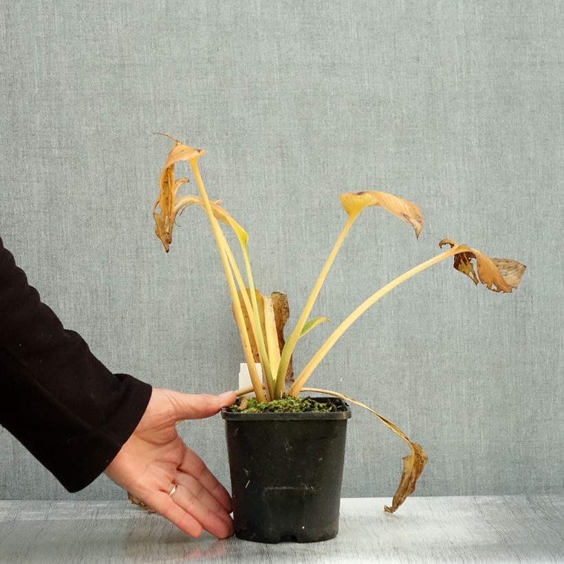 Example of Hosta Goldbrook Glimmer - Garten-Funkie Topf mit 1,5L/2L as you get in automne